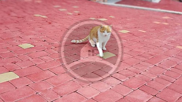 , steingot, trotuarnaya_plitka, krasnyy, landshaftnyy_dizayn