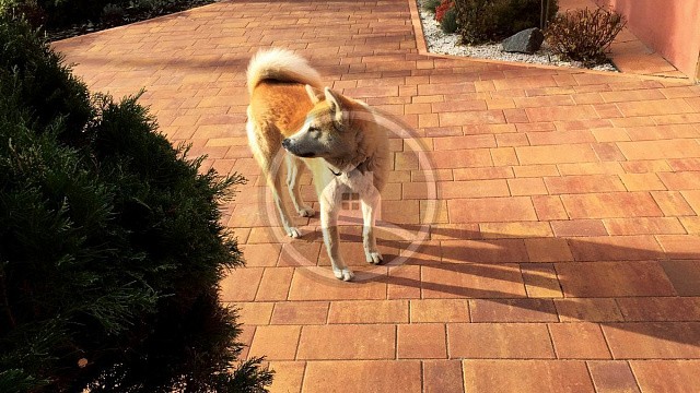 , steinrus, trotuarnaya_plitka, zheltyy_pestryy, landshaftnyy_dizayn